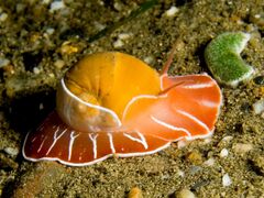 Naticarius orientalis; north coast of East Timor