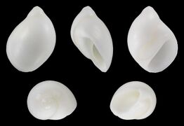Polinices mammilla