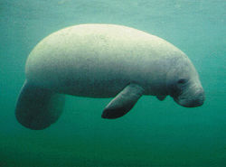 Antillean Manatee