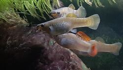 Poecilia salvatoris 20190608.jpg