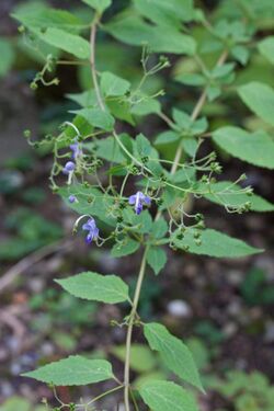 Tripora divaricata - Fleurs-2.jpg