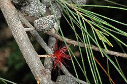Allocasuarina littoralis female.jpg
