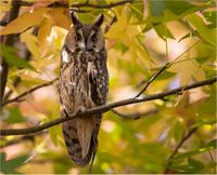 LongEarOwl2.jpg