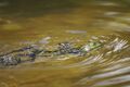 Swimming frog