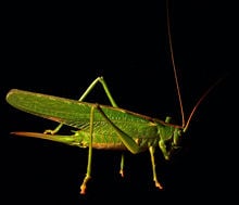 Great green bush-cricket (Tettigonia viridissima)