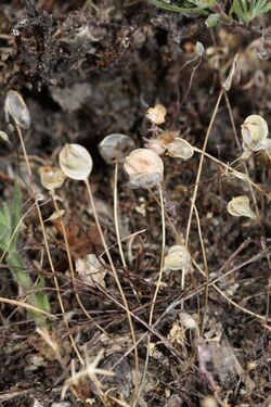 Idahoa scapigera 9272.JPG