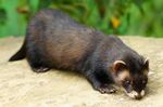 Polecat wildlife centre surrey.jpg