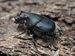 Scooped Scarab (Onthophagus hecate).jpg