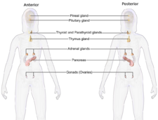 Blausen 0345 EndocrineSystem Female2.png