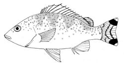 Yellowtail trumpeter.jpg