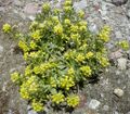 Draba nivicola