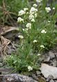 Draba siliquosa