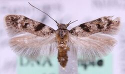 Caryocolum blandulella.jpg