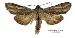 Cucullia praecana.jpg