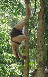 Northern Tamandua (Tamandua mexicana)