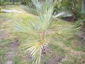 Young plant: note red veining