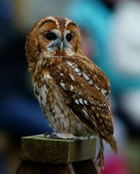 Tawny owl.jpg