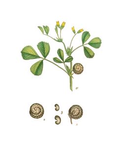 Medicago rugosa—La flore et la pomone françaises.jpg