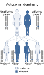Autosomal dominant - en.svg