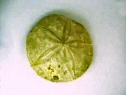 Clypeidae - Pygurus tenuis.jpg