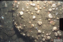 Living brachiopods