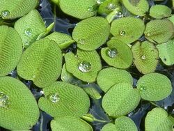 Salvinia natans1.jpg