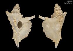 Ponderia magna (MNHN-IM-2000-209).jpeg