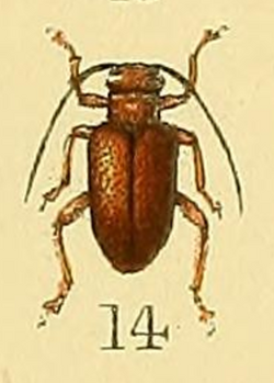 Entelopes shelfordi Shelford 1902.png