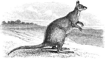 Eastern Gray Kangaroo (Macropus giganteus)