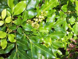 Toechima tenax Coffs.jpg