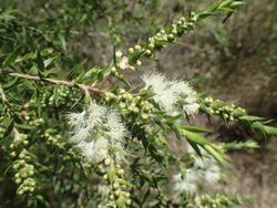 Melaleuca styphelioides foliage and flowers.jpg