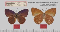 AnnulataMUpUn 556 AC1.jpg