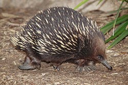 Short-beaked Echidna