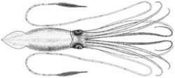 Giant squid, Architeuthis sp., modified from an illustration by A.E. Verrill, 1880.