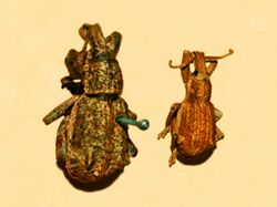 Curculionidae - Leptops iliaca.JPG