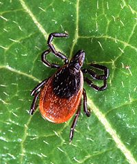 Adult deer tick.jpg