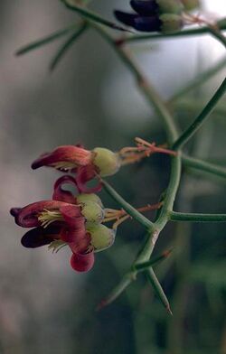 Daviesia glossosema.jpg