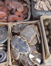 Photograph of a box of turtle plastrons in a market