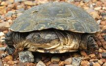 Photograph of a pleurodiran with its head and neck folded toward the side
