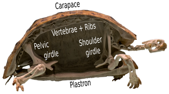Photograph of one half of a tortoise skeleton, cut in half vertically showing the vertebrae following curving along the carapace