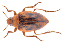 Haliplus fluviatilis Aubé, 1836.png