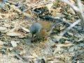 Junco bairdi, Sierra de la Laguna, Baja California Sur 1.jpg