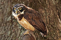 Spectacled owl.jpg