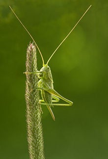 Great green bush-cricket (Tettigonia viridissima)