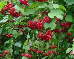 Viburnum opulus C.jpg