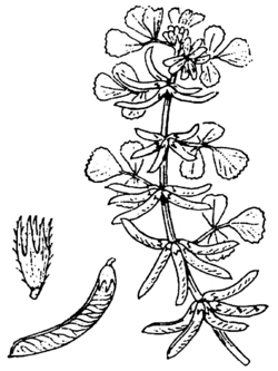 Medicago monspeliaca - Coste.png