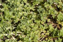 Aphanes arvensis saint-fuscien 80 19052007 9.jpg