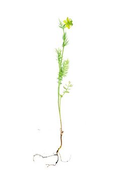 a botanical scan of Nigella ciliaris