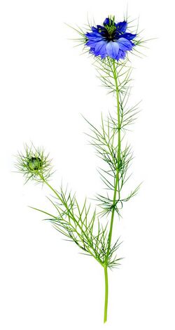 Nigella damascena Dark Blue.jpg