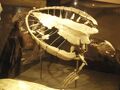 Mounted skeleton of Allopleuron